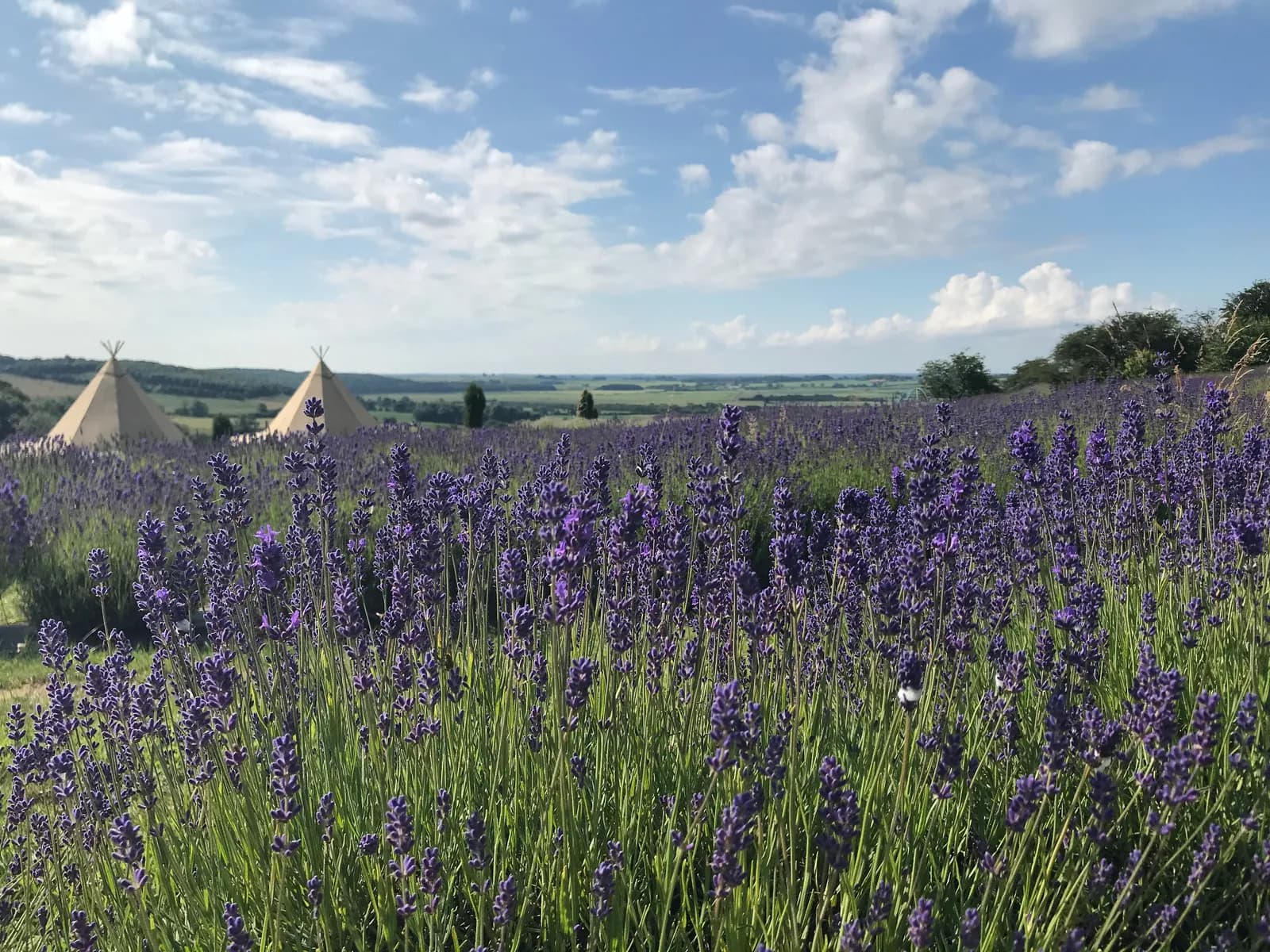 Purple lavender fields in summer bloom
